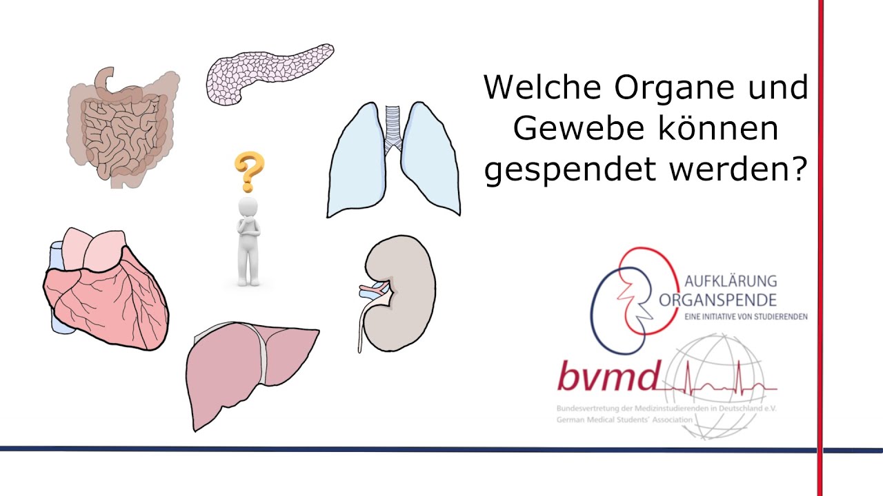Welche Organe und Gewebe können gespendet werden? || Aufklärung ...