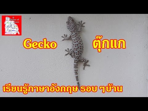 ตุ๊กแก (Gecko) เรียนรู้ภาษาอังกฤษ รอบๆบ้าน