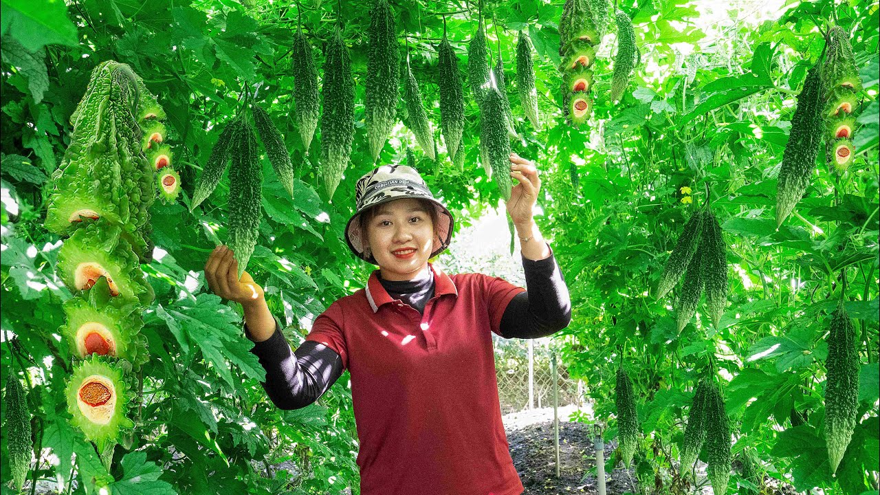 Harvest bitter melon and bring it to the market to sell   Cook fish soup! Lucia's daily life