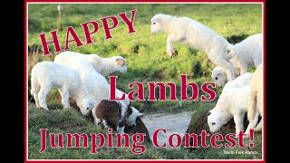 CUTE ANIMAL VIDEO \/ BABY LAMBS JUMPING \/ BABY SHEEP