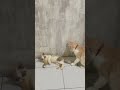 Lea ❤️ #cat #munchkinfold #catvideos #catshorts #funnycats #pets #funnykitties #cute #cuteanimals