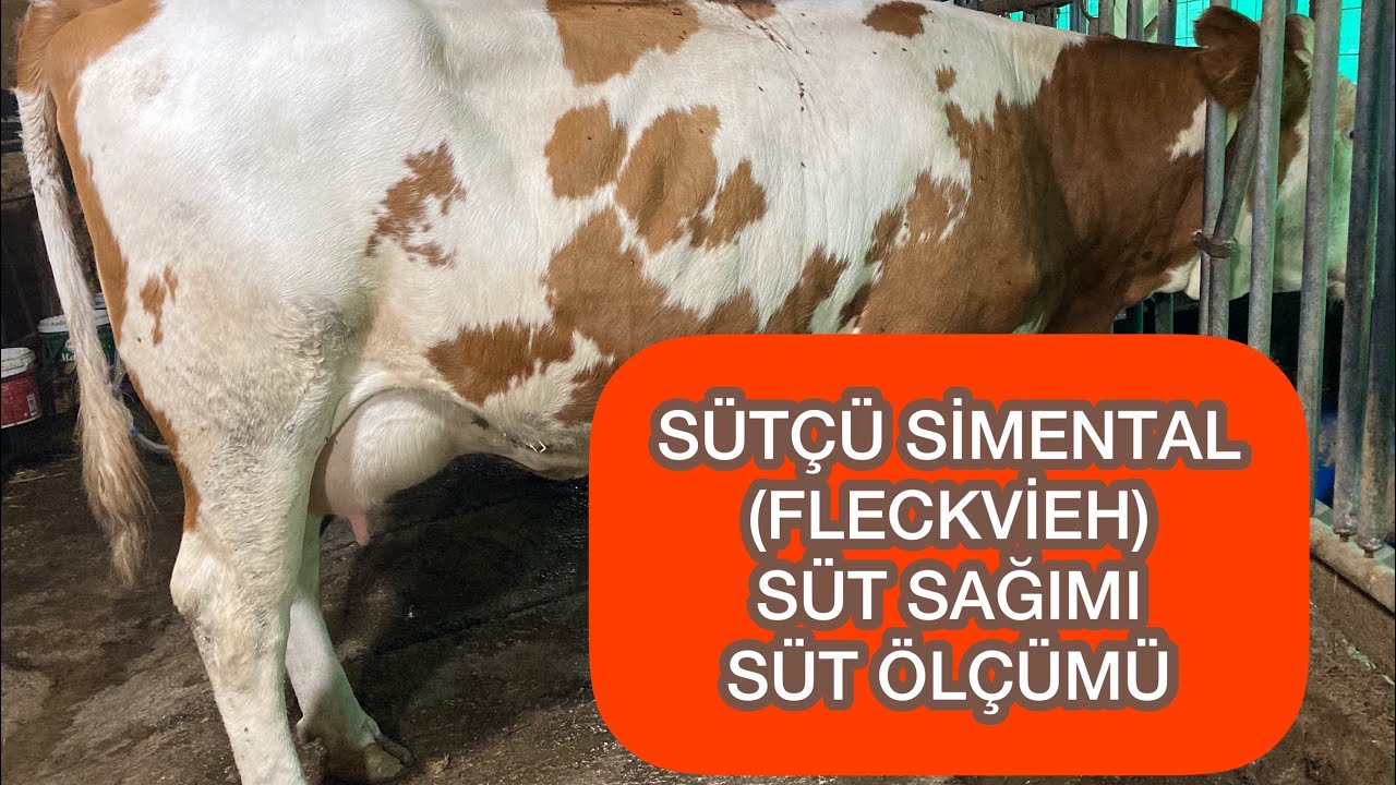SÜTÇÜ SİMENTAL (FLECKVİEH) DÜVENİN İLK SÜT ÖLÇÜMÜ #simental #sütineği #büyükbaş #inek