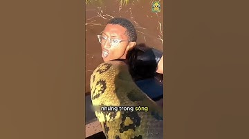 Bí Ẩn Khu Rừng Chết Chóc Amazon Khiến Ai Cũng Sợ  #reviewvui