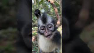 Welcome To The Heart Of Bukit Lawang shorts