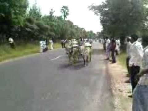 Rekla race at Thirukadaiur 2