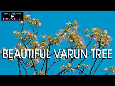 VARUN A Beautiful Indian Flowering Tree which Blossoms During January