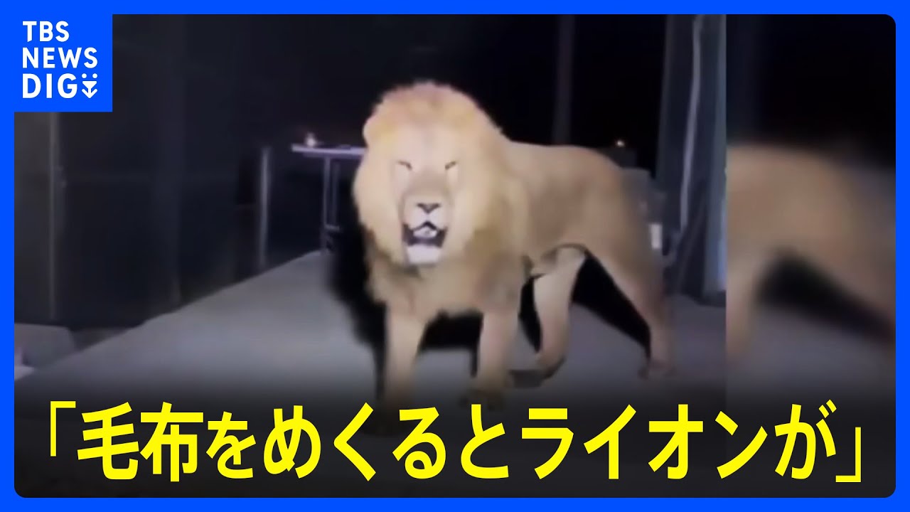 毛布をめくるとライオンが」トルコの動物園でライオン脱走 自宅で寝