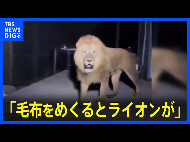毛布をめくるとライオンが」トルコの動物園でライオン脱走 自宅で寝