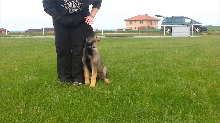 Arletta Donquel 2-3 month, first steps obedience