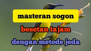 masteran sogon 2jam metode jeda