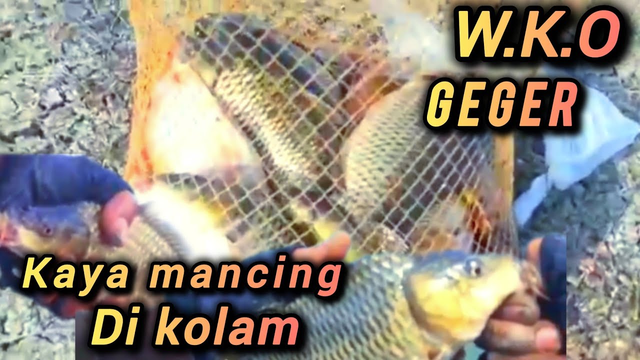 Full strike bikin panik  geger geden mancing 