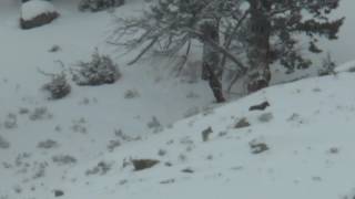 Yellowstone National Park - Jan 2017