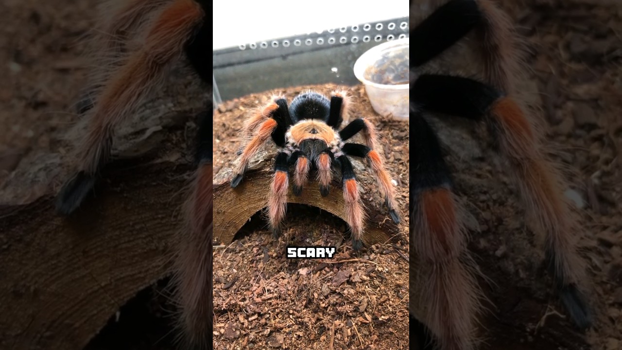 "How Big Do Tarantulas Get & How Much Do They Cost? (Must-Know Facts!)"