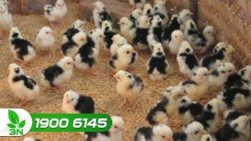 "Nằm lòng" những bí quyết chăm sóc gà con để đạt hiệu suất cao | VTC16