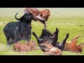 Best Buffalo Battles Attack Lion King To Win - Wild Animals Attack Africa