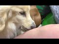 足舐め大好き犬、ミルクの足舐め危機は回避されたのか!?歯を綺麗にしてもらって足舐め加速??🌪 | loves licking and kissing legs #dog #lick