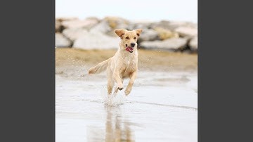 Beautiful Backdrops for Lazy Doggo
