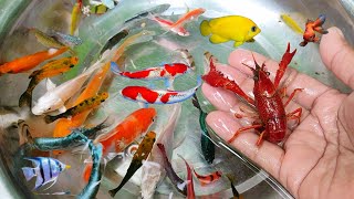 Find Colorful Ornamental fish, Goldfish betta fish, Catfish, lobster, koi fish, animals Videos