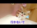 ご主人の出勤に寂しくて泣きまくる子猫(マンチカン)/Lonely crying kitten