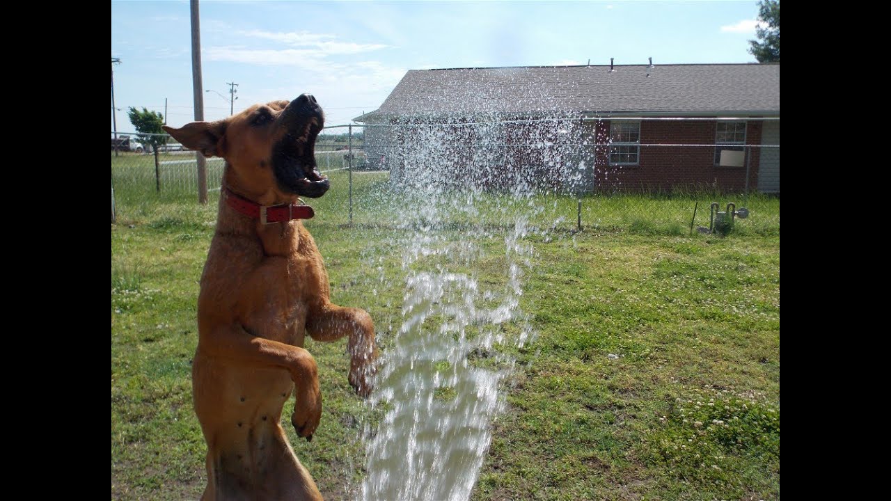 Dog Trys to Eat Water Being Sprayed From Hose YouTube