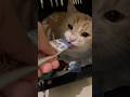🥺 Explore Catlover Cat Cute Catsruleeverythingaroundme Kitten 🥺 Explore Catlover Cat Cute Catsruleeverythingaroundme Kitten