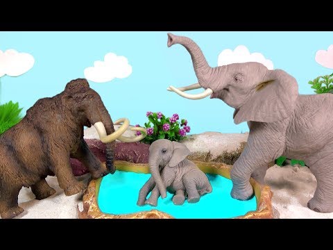 Wild Zoo Animal