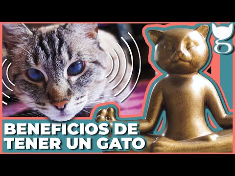 Video: Los Gatos Y Nuestra Salud