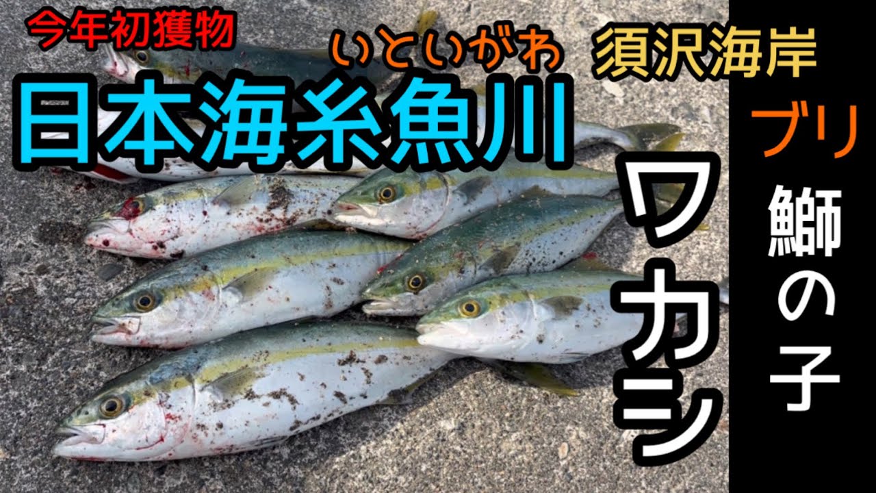 モッちゃんついにやった！日本海の荒波からルアーで引き出した今年第一号のワカシに大興奮！