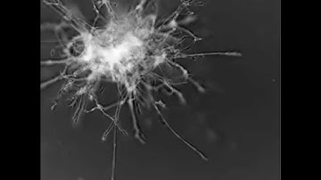 Spheroid-Migration of MSC in a PEG-Fibrinogen Hydrogel