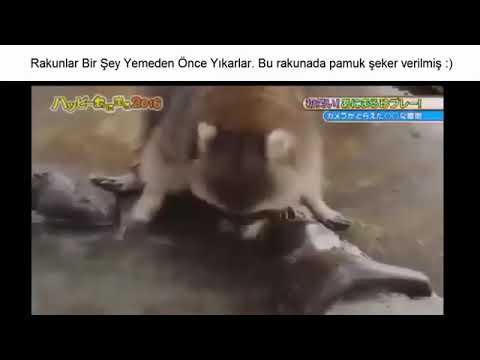 Video: Rakun ve pamuk şeker: gizemli bir kaybolma