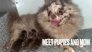 DOG GIVING BIRTH .... Self whelping new born Pomeranian puppy (fluffy dogs)