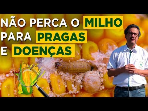 Vídeo: Controle da broca do milho - Informações sobre tratamento e prevenção da broca do milho