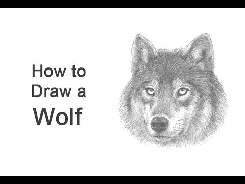 How to Draw a Wolf (Head Detail)