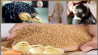 poultry nutrition ration formulation using excel sheets