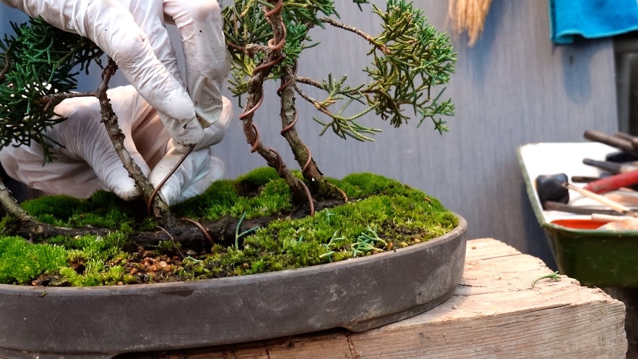 弱っている枝にも針金を巻いて曲げない 真柏のイカダ作り針金かけ