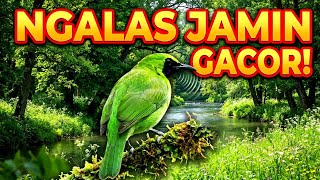 Masteran Cucak Ijo Gacor Full Isian | Green Leafbird Mastering Audio – Suara Jernih & Nembak