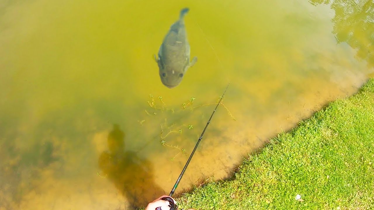 There is a 10 LB BASS RIGHT IN FRONT OF ME….