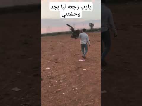 يارب رجعها ليا بجد وحشتيني ارجعي يادهب اكسبلورررر دهب ملكه العقبان في مصر ايقنت طيور 