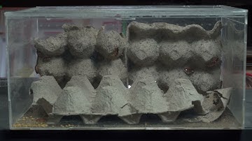 Ant Bridge Width: Narrow, Medium, Wide—Who Wins? 📏