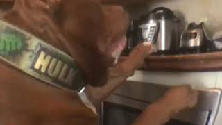 Giant Pit Bull Hulk Stands About 6 Feet Tall