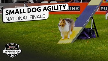Incredible Dog Challenge 2025: Small Dog Agility National Finals | NBC Sports