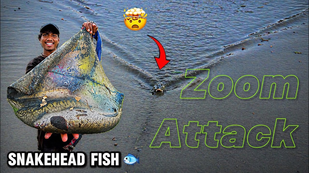 Snakehead fish attack || Amazing Sankehead fishing & zoom attack ...