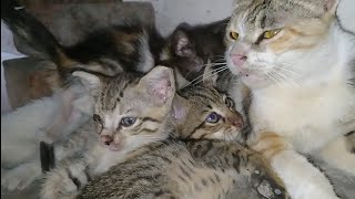 Mother Cat Finally Feeding Abandon Kitten || Orphan  Kitten Is So Lucky To Found A Family ||