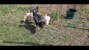 ME NYUAM QAIB THAIB 4/8/2021