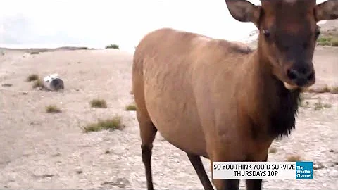 How Would You Survive an Aggressive Wild Elk? - DayDayNews
