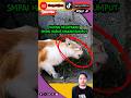 Kucing kelaparan #trending #kucing #ai #cat #musicclip #animals #music #catlover #arabic #kucinglucu