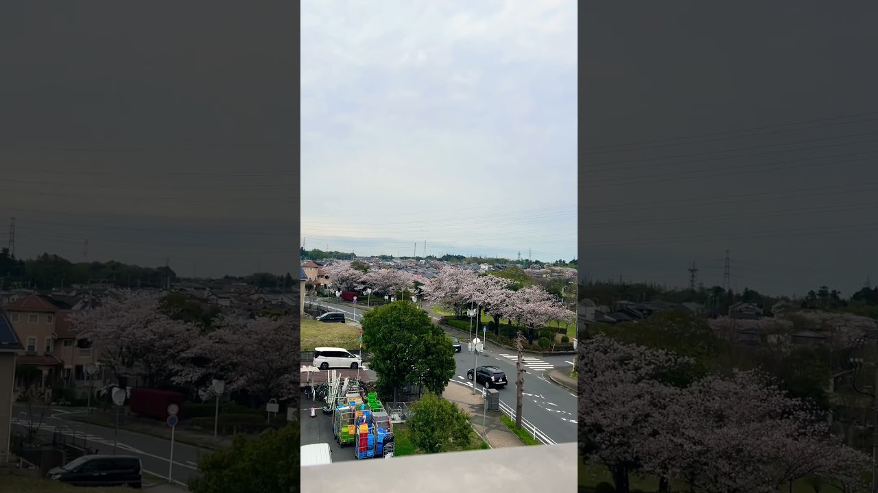 เอาซากุระมาฝากจร้า #sakura #japantravel #ซากุระ