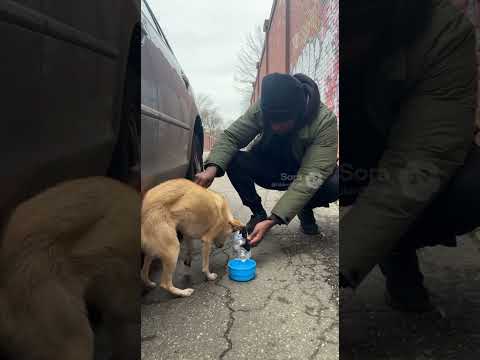 I rescued abandoned and stray dogs on the street #dog #rescuedog