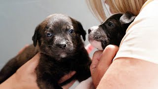 Destination WA - Dogs' Refuge Home