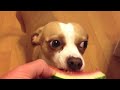 Cinnamon the dog eating watermelon